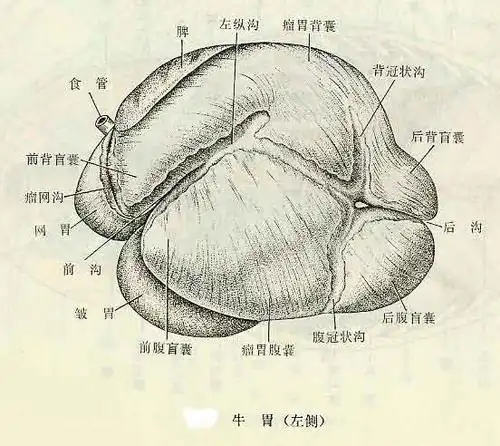 牛胃左侧