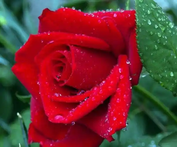 好运气降临,过上人上人生活的生肖,10月起升官发财,让人羡慕