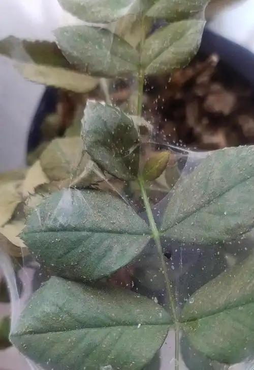 月季到了"红蜘蛛"晚期,还有救吗?2步操作,半个月根治