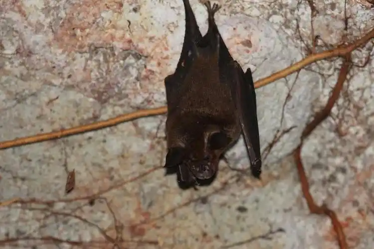 李成在深圳拍摄到的蝙蝠和蝙蝠和平共处,并不难中国工程院院士,新型