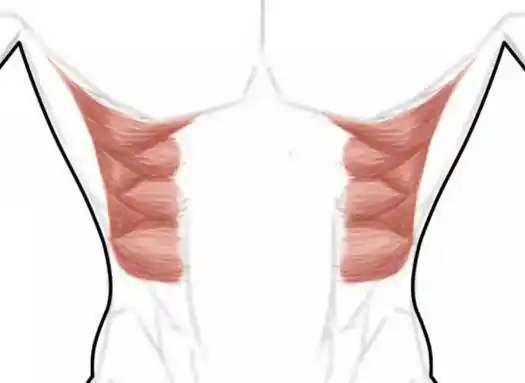 是练人鱼线还是马甲线呢?其实我更想练像金刚狼一样的鲨鱼线!
