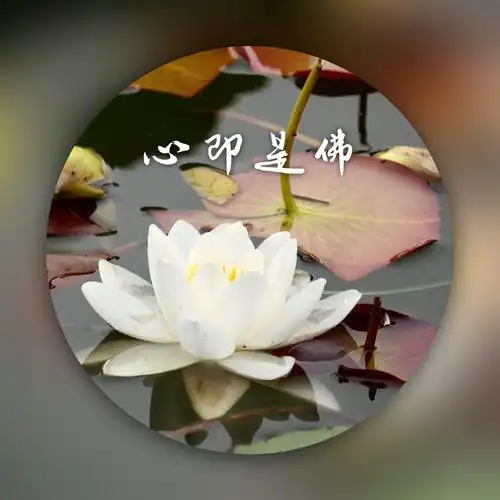 禅意莲花开