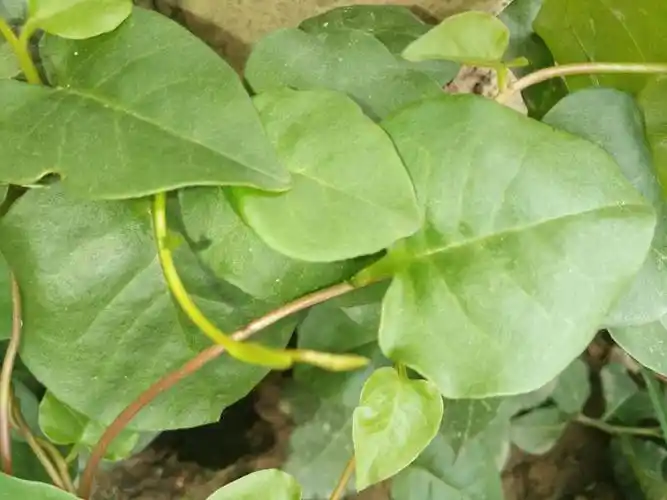 藤三七叶 田七菜