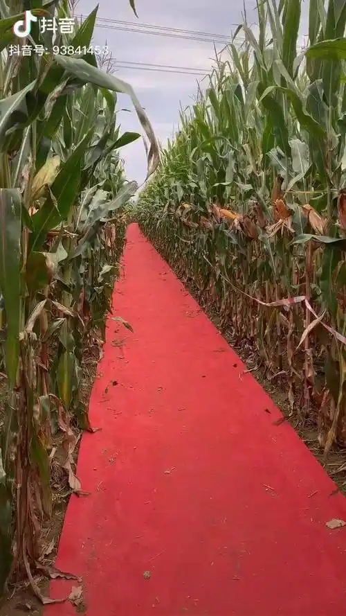 玉米紫杆姿势农业农村农民种植玉米