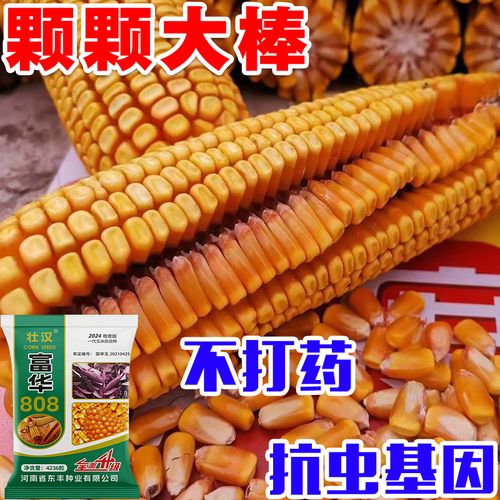 细辛高产玉米种子大全矮杆大棒紫杆双棒抗旱抗锈病抗倒伏春播夏播苞米
