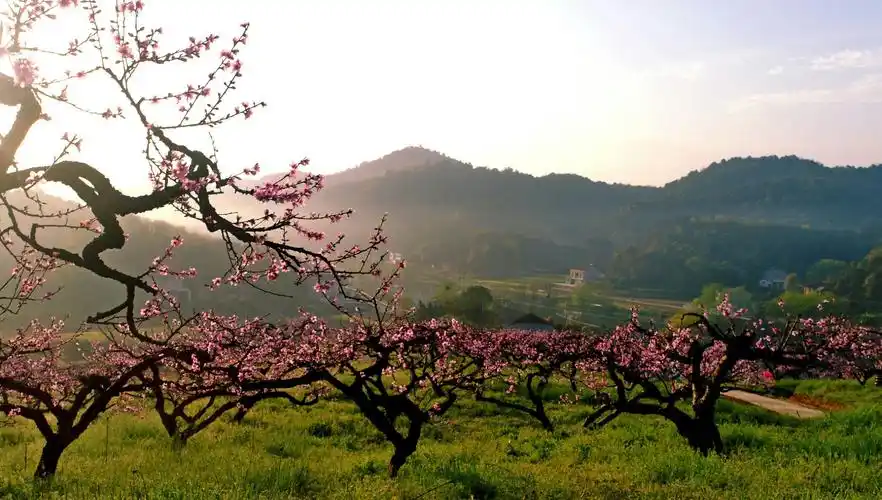 "醉美桃花季"湖南桃源黄石桃花谷美景