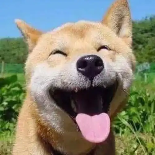 笑容最灿烂的狗狗评比大赛:其中两只听不见看不见,笑容也一样开