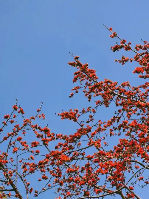 深圳春日木棉花开