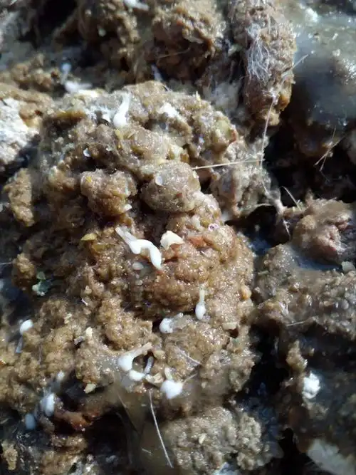 绦虫病的诊治和预防