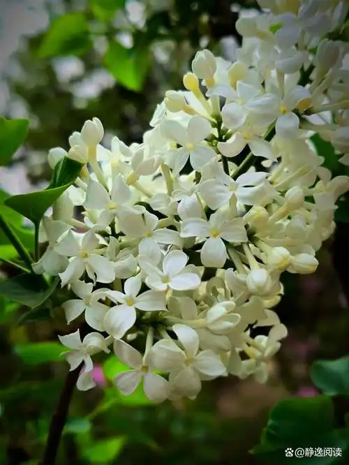太幸福啦一天拍到三种颜色丁香花你最喜欢哪个颜色