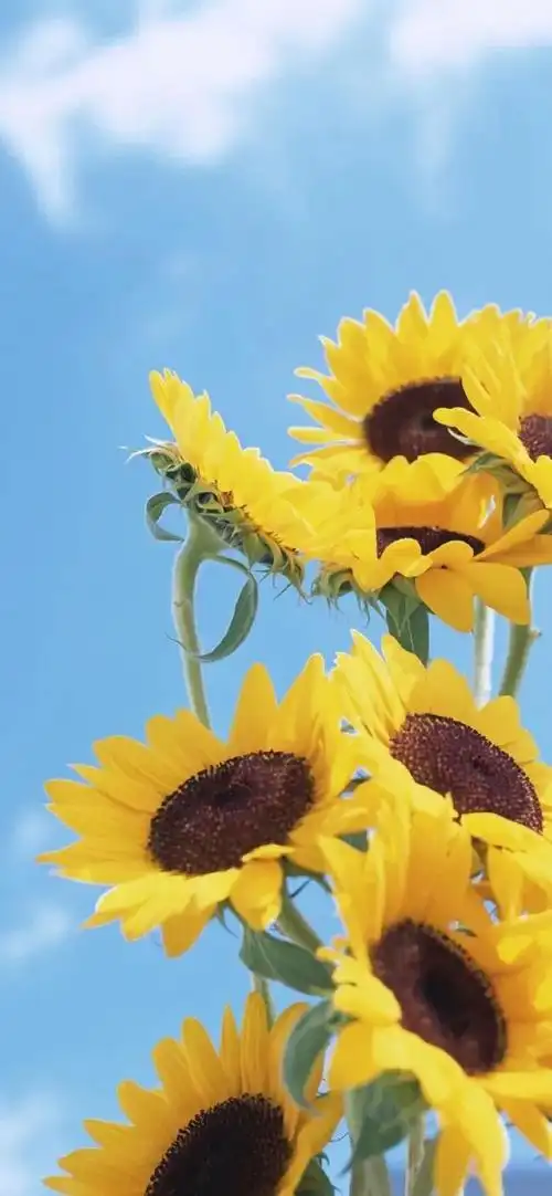 今日壁纸丨2021,开启新的好运!