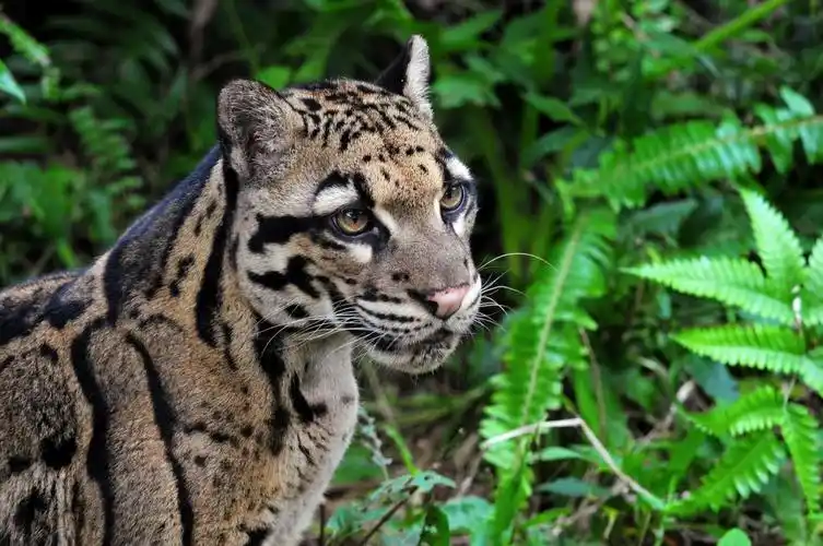 clouded leopard photography