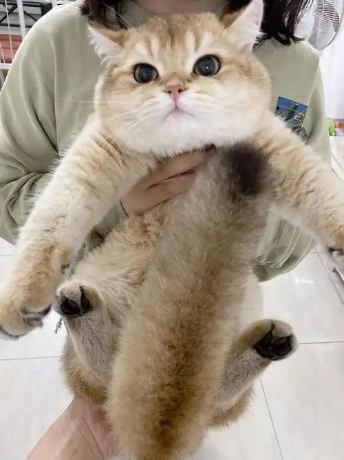 自家预备役种公金渐层弟弟找新家