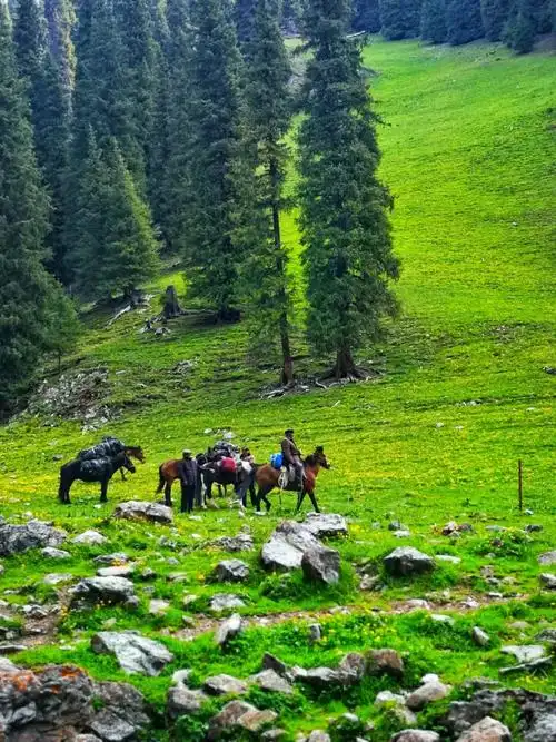 中国十大原始森林排名(中国最有名的原始森林)-第5张图片