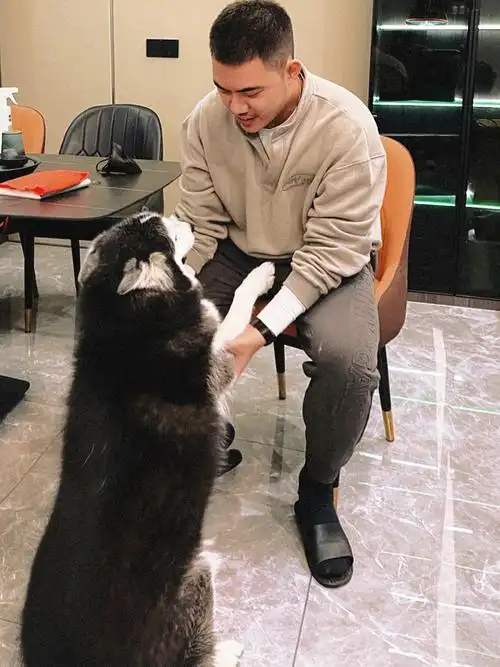 哈士奇我的儿纸感觉已经比我还大只了