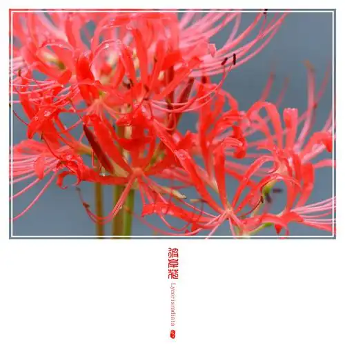 前世今生路茫茫,忘川河旁彼岸花