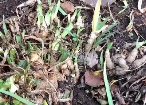 鸢尾根系发达吗