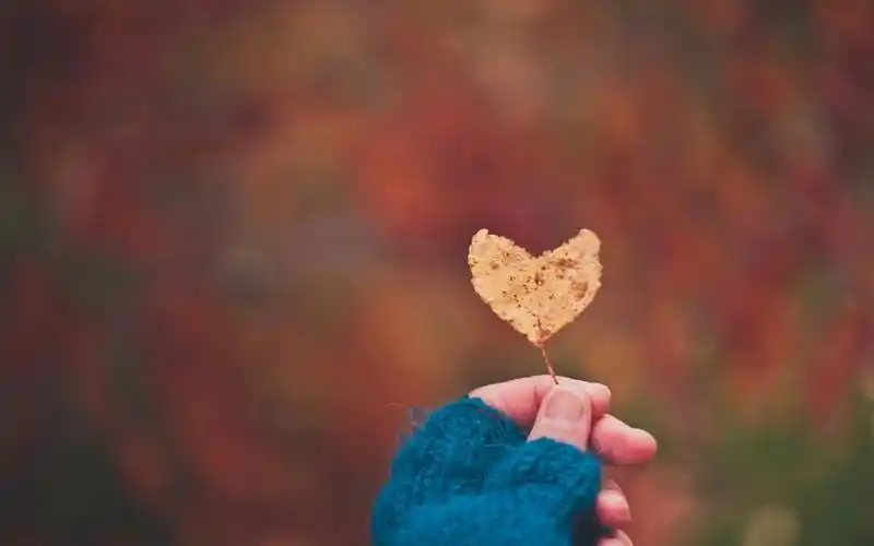 520治愈系爱情心形唯美静物高清桌面壁纸