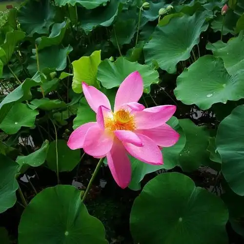 微信头像莲花大全高清5张_情侣头像_表白图片网