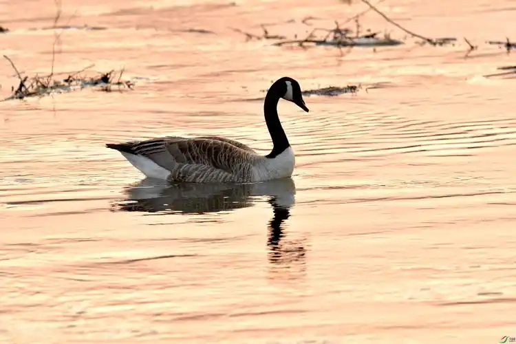 清河一只孤独的加拿大雁(摄于北京)