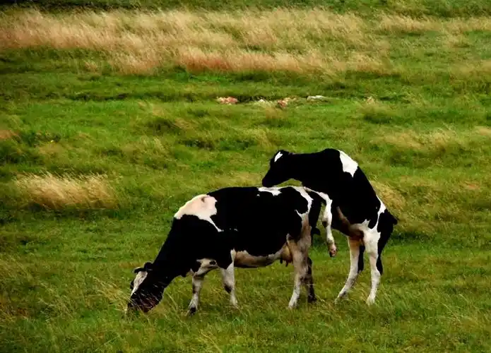 来自蒙古草原的马和牛
