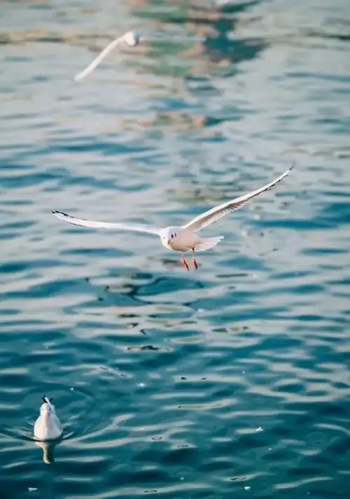 青岛人你的海鸥小可爱回来啦