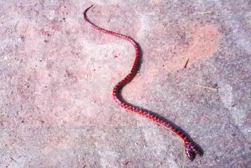 赤链蛇藏荒草里还长俩脑袋 疑是基因变异所致