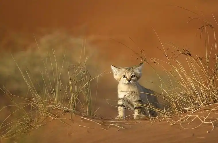 一只成功捕杀野生蛇的沙漠猫… 还是好可爱啊!_高清图集_新浪网