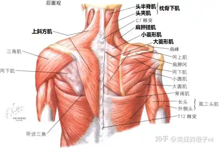 坚持一个月的周六野斜方肌操可以消除斜方肌吗?
