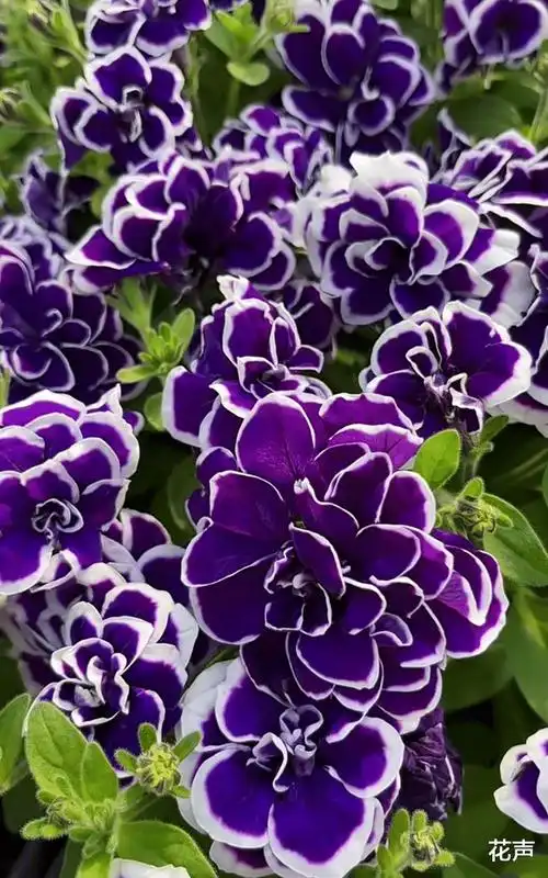 垂吊植物界的"新宠",优雅蓝紫色,多季节绽放,耐热皮实且好养|牵牛