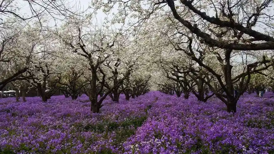 琴棋书画的美篇 美丽宿迁市三台山森林公园