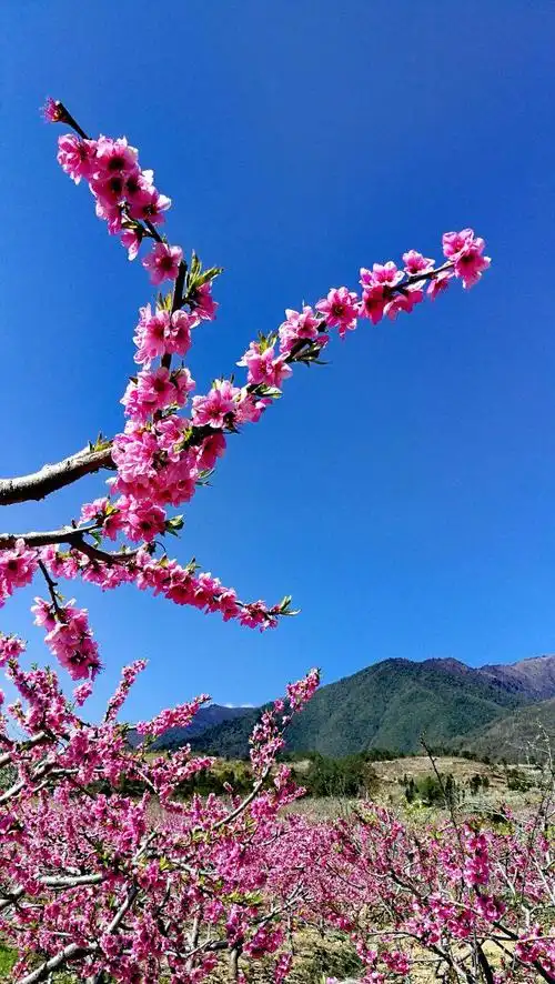 桃花树下桃花仙儿