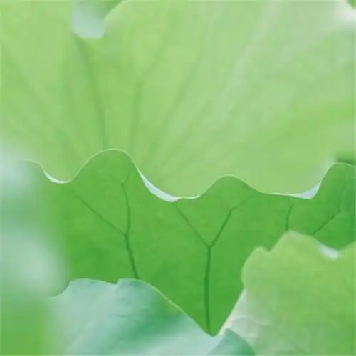 清新风景静物头像