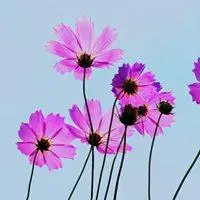 2019紫色简约花微信头像点击鼠标右键下载