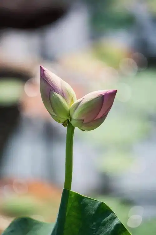 【藏在莲花里的爱情 | "愿生生,总开一处"】-古人总爱以双双对对的物