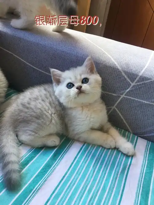 英短银渐层  银渐层#英短银渐层  #英短  #宠物  #猫