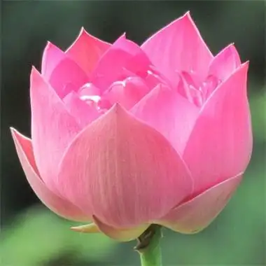 适合永久做头像的花朵超唯美图片