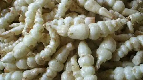 地笋的功效与作用,禁忌和食用方法-中医百科