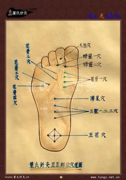 董氏穴位详解六——脚掌部位