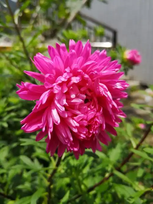 1,请悟九天玄机吉祥图.2,请见赏甘孜州奇花及美景.