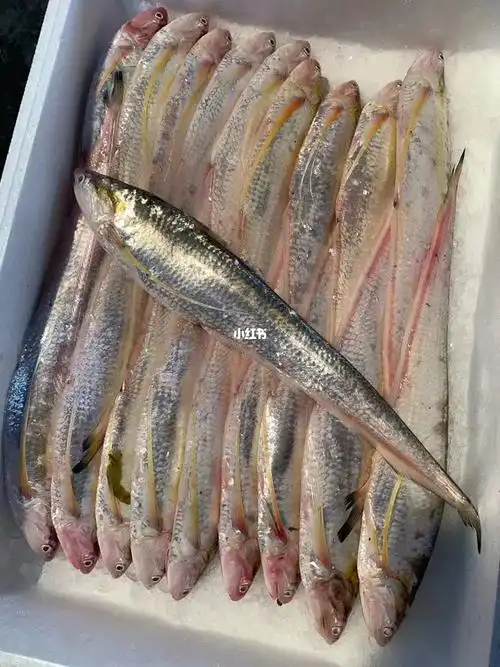 刀鱼季开始了现在尝鲜价格还能接受刀真的是好刀 长江刀鱼禁止后海刀