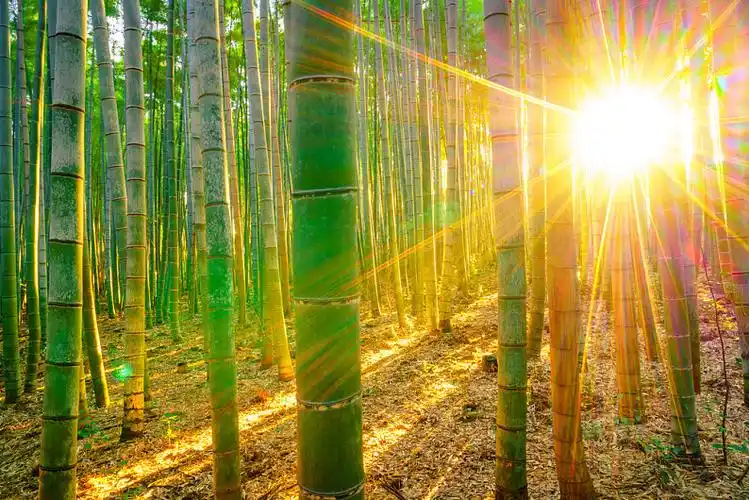 竹林,太阳光线,早晨_高清图片_全景视觉