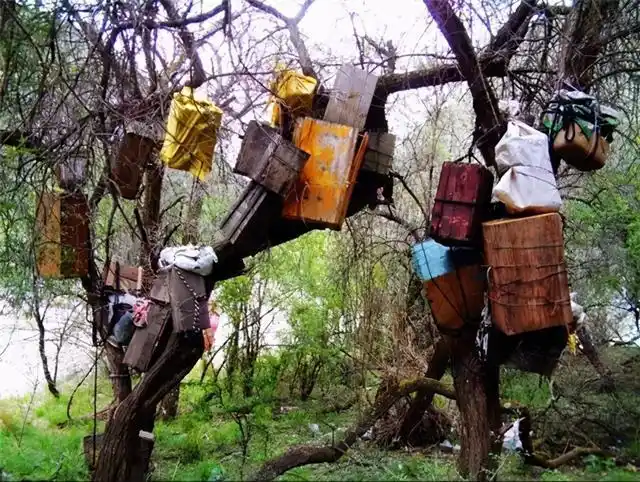 神秘的葬俗文化之"树葬"