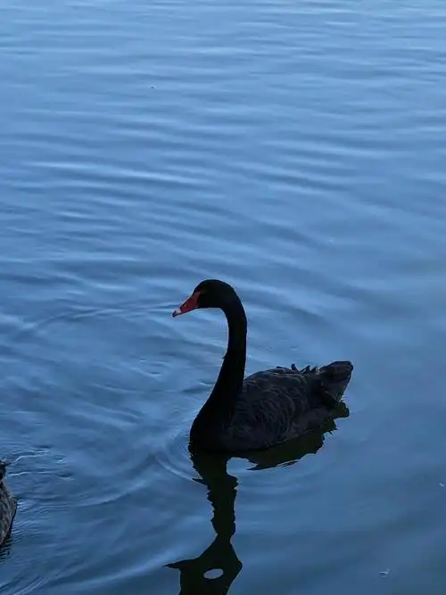 黑天鹅之梦21 - 美篇