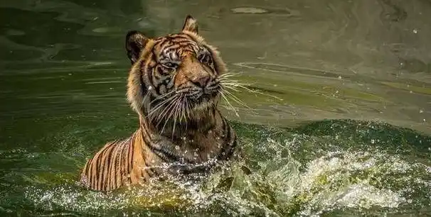 康熙东巡吉林时洗浴神泉水御封圣德泉此传说亦真亦幻