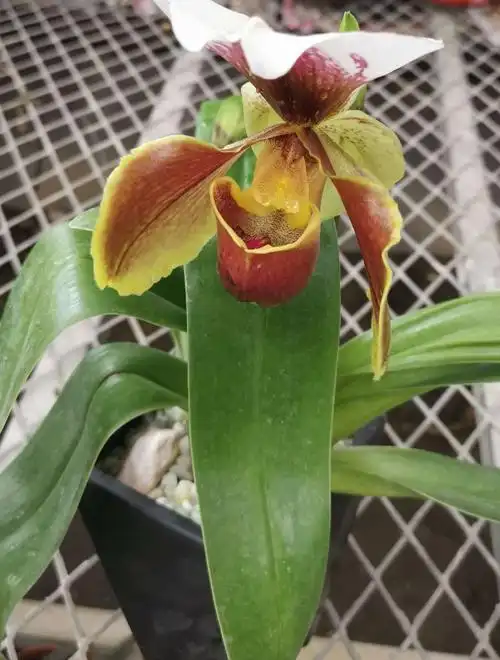 亨利兜兰,属兰科植物.花形大,花型奇特,花色丰富.容易管护.