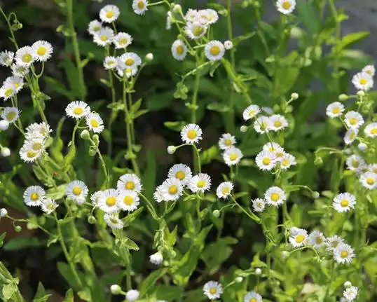 春飞蓬的花语是什么它和小飞蓬有什么区别