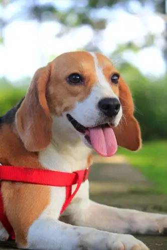 【宠物摄影】佳能狗头拍汪星人