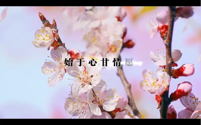 始于心甘情愿,终于愿赌服输_哔哩哔哩_bilibili