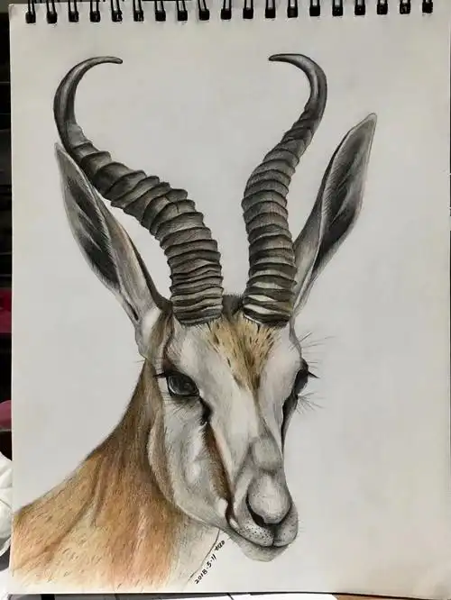 素描练习(跳羚)